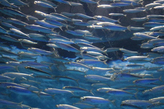 monterey_bay_aquarium